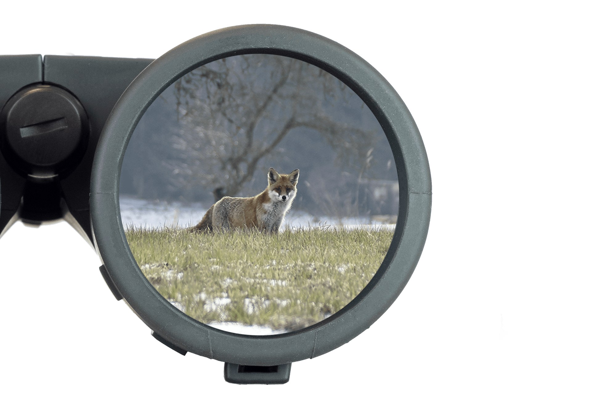 Steiner Observer 8x42 Binocular - Image 8