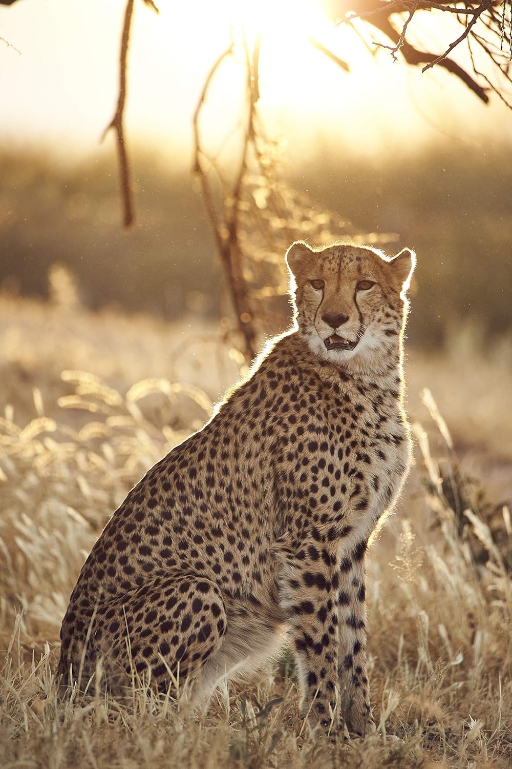 Tamron A022 SP 150-600mm f/5-6.3 Di VC USD G2 Telephoto Zoom Lens - Image 5